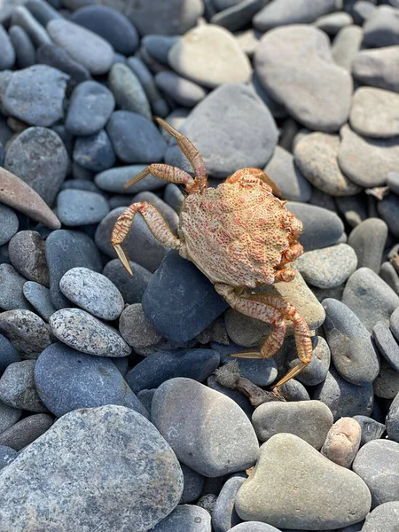 The crab was thrown onto the stones by the sea wave