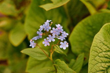 Yosun sürünen Phlox subulata. Güzel, küçük, beş yapraklı çiçekler leylak rengi, pembe, lavanta rengi. Çiçek açan bitki. İlkbahar ve yaz başında renkli halılar. Bahçe arka planı.