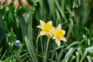 Birbirine çok yakın iki sarı-beyaz çiçek