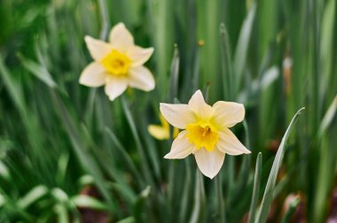 Sarı nergis beyaz arkaplanda izole edilmiş.
