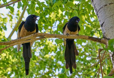 240 'lık ciddi bir konuşma.