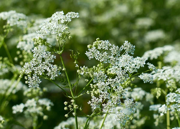 Again Separate Bush Flowers Middle Meadow —  Fotos de Stock