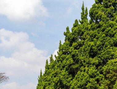 Açık bir günde gölgeli ağaçların manzarası.