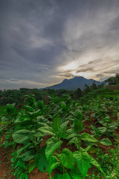Manglayang Dağı 'nın güzel manzarası ve günbatımında bahçeler ve pirinç tarlaları. Uzun pozlama, seçici odak.