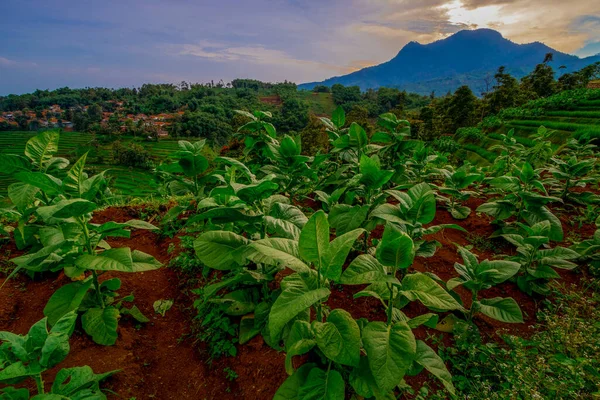 Manglayang Dağı 'nın güzel manzarası ve günbatımında bahçeler ve pirinç tarlaları. Uzun pozlama, seçici odak.
