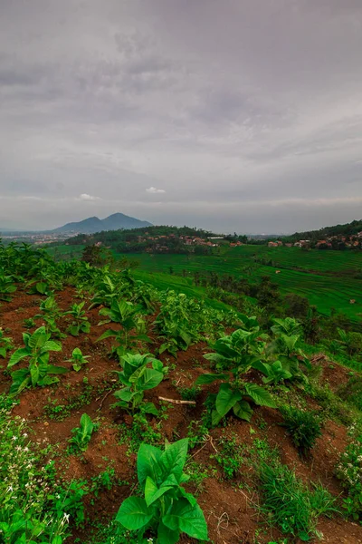 Manglayang Dağı 'nın güzel manzarası ve günbatımında bahçeler ve pirinç tarlaları. Uzun pozlama, seçici odak.