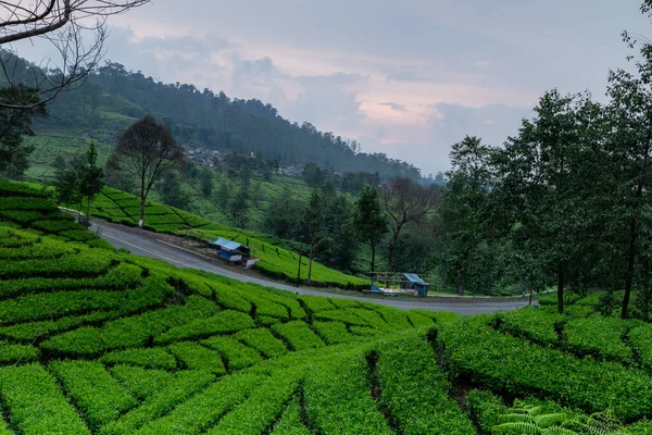 美丽的茶园美景 长期暴露和选择性聚焦 — 图库照片