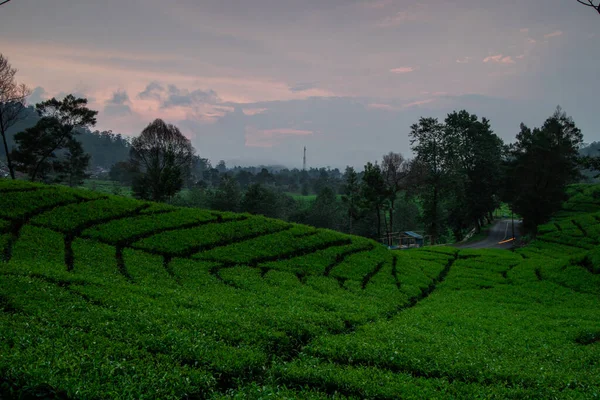 Geniş çay bahçelerinin güzel manzarası. Uzun Pozlama ve seçici odak.