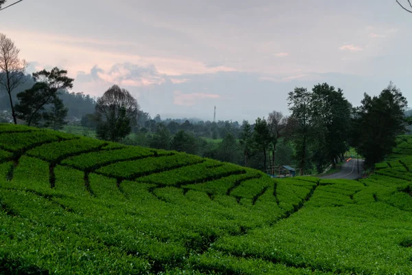 Geniş çay bahçelerinin güzel manzarası. Uzun Pozlama ve seçici odak.