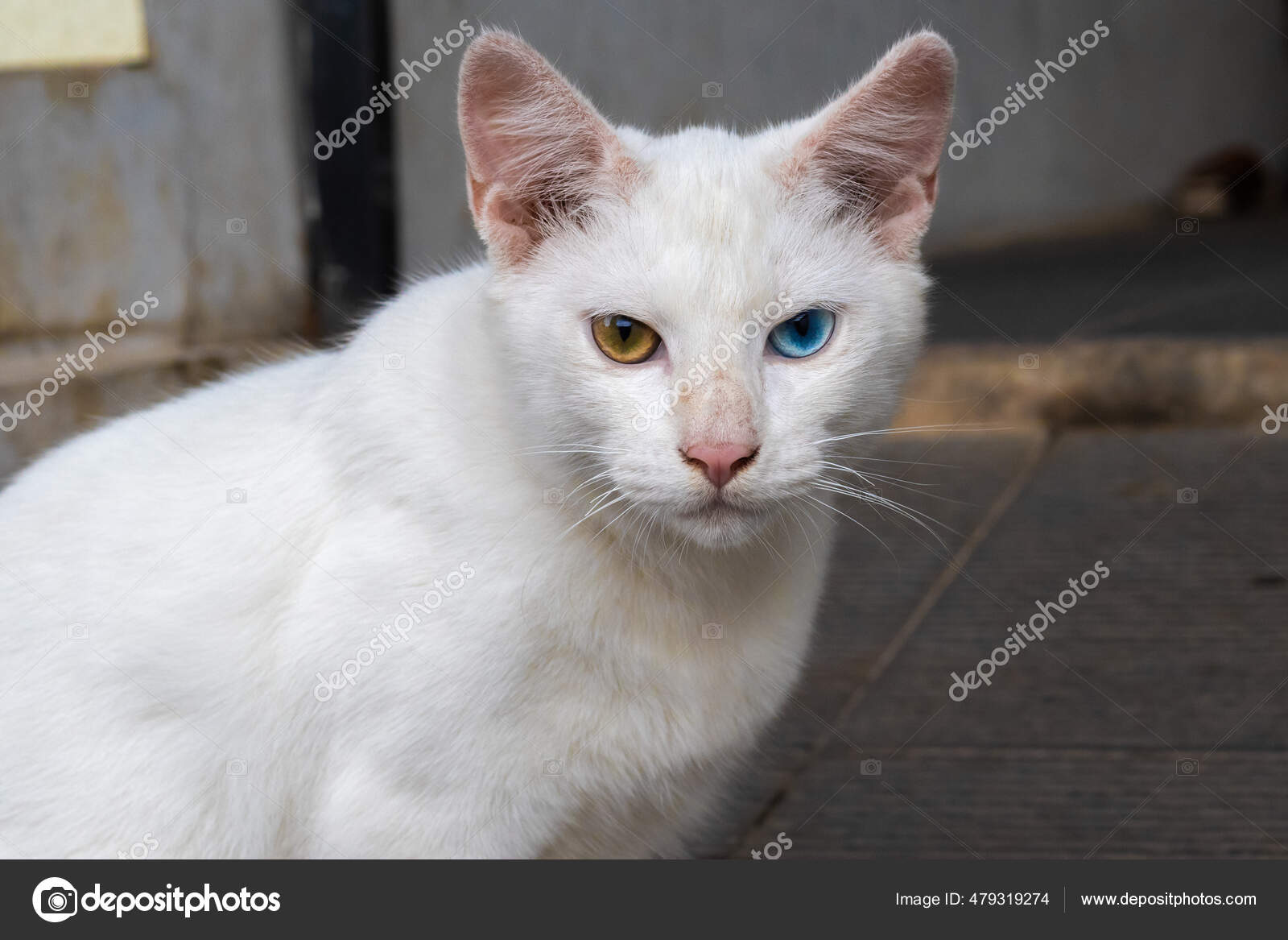 Cat Heterochromia Iridis Has One Blue Eye One Brown Yellow Stock Photo By C Mirfanibr Cat Heterochromia Iridis Has One Blue Eye One Brown Yellow Stock Photo By C Mirfanibr