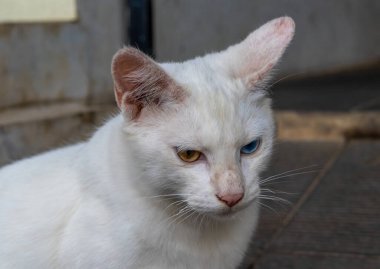 Heterokromi iridisi olan bir kedinin bir gözü mavi, bir gözü sarı, bir gözü yeşil..