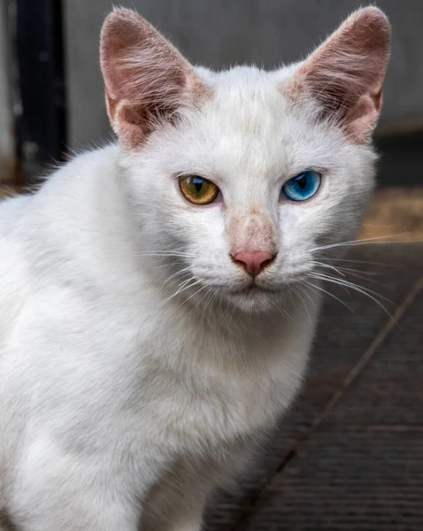 Kočka Duhovkou Heterochromia Jedno Modré Oko Jedno Hnědé Žluté Nebo — Stock fotografie