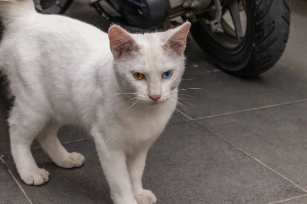 Cat Heterochromia Iridis Has One Blue Eye One Brown Yellow — Stock Photo, Image