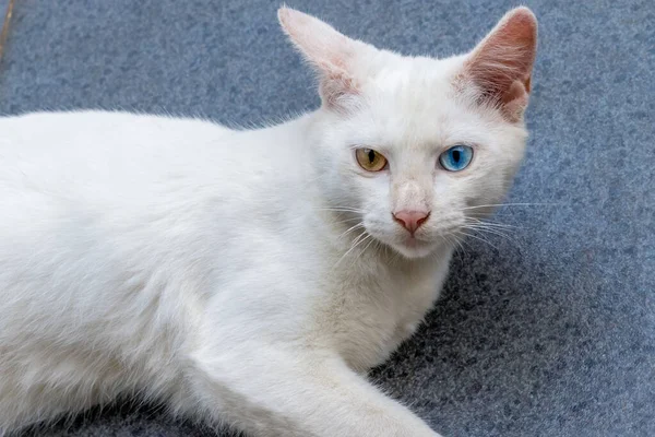 Heterokromi iridisi olan bir kedinin bir gözü mavi, bir gözü sarı, bir gözü yeşil..