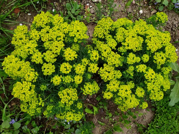 Wieloletni Alyssum Krzew Kształcie Płuc Człowieka Zielony Kwiat — Zdjęcie stockowe