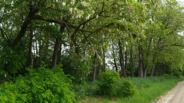 Blommande Akaciaträd Svajar Sina Grenar Vinden Solig Dag Lång Grusväg — Stockvideo