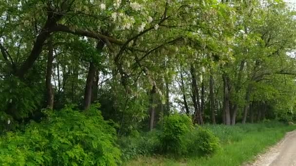 Kwitnące Drzewa Akacjowe Kołyszą Gałęziami Wietrze Słoneczny Dzień Długa Żwirowa — Wideo stockowe