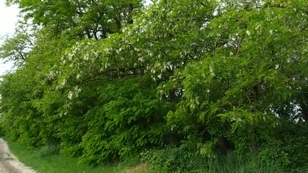 Árvores Acácia Florescentes Balançam Seus Galhos Vento Dia Ensolarado Longa — Vídeo de Stock