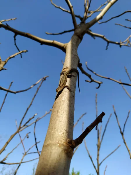 Lizard Basking Sun Fig Tree Branch Blue Sky — Stock Photo, Image