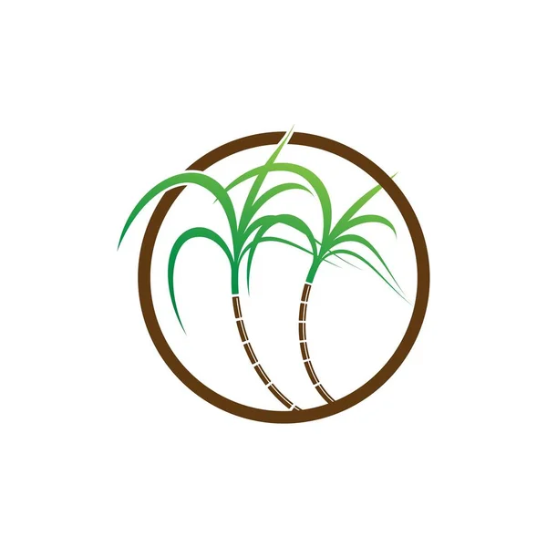 Logótipo Símbolo Cana Açúcar — Vetor de Stock