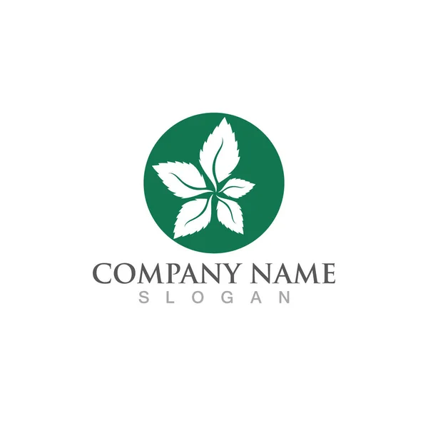 Mint Leaf Green Fresh Logo Design — Stock Vector