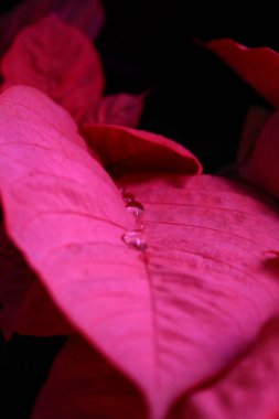 Koyu bir arka planda bir damla suyla pembe izin