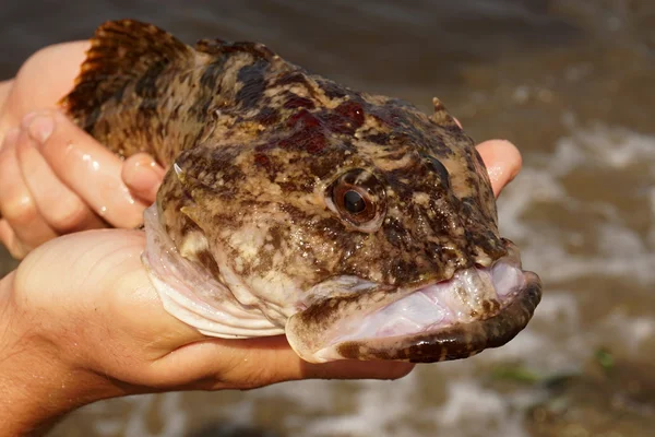 Peixe nas mãos — Fotografia de Stock