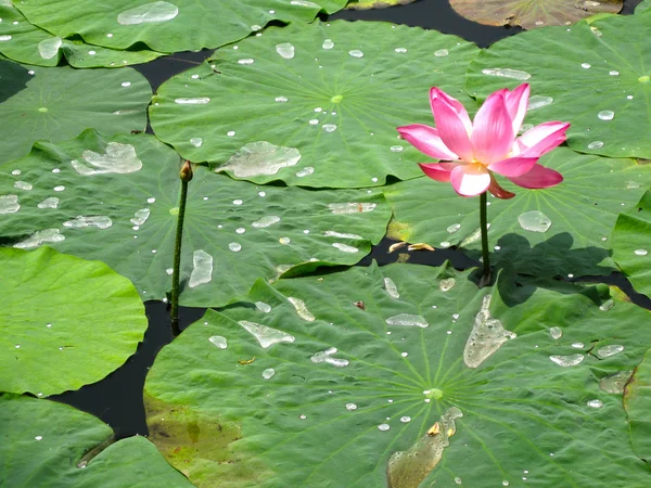 Changchun içinde Lotus çiçeği