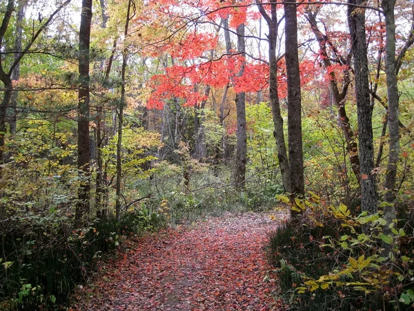 Caída en el bosque — Foto de Stock