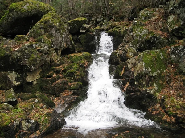Ormandaki dağ nehri