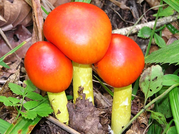 Primer plano de champiñones forestales — Foto de Stock