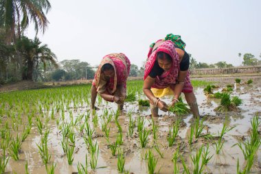 Pirinç tarlasında çalışan kırsal kadınlar.