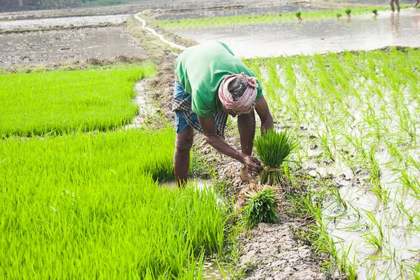 Hintli bir kırsal çiftçi pirinç tarlasında çalışıyor.