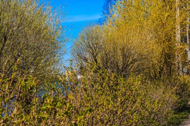 St. Petersburg 'un banliyölerinde ilkbaharda doğa