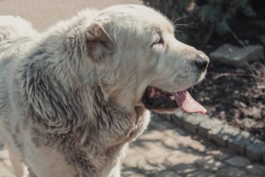 Alabai 'nin yetişkin köpeği evin yakınındaki çimlerde ürer. Orta Asya çoban köpeği.