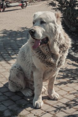 Alabai 'nin yetişkin köpeği evin yakınındaki çimlerde ürer. Orta Asya çoban köpeği.