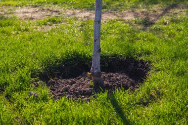 St. Petersburg 'un banliyölerinde ilkbaharda doğa