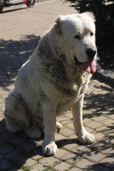 Cão Adulto Raça Alabai Grama Perto Casa Cão Pastor Asiático — Fotografia de Stock