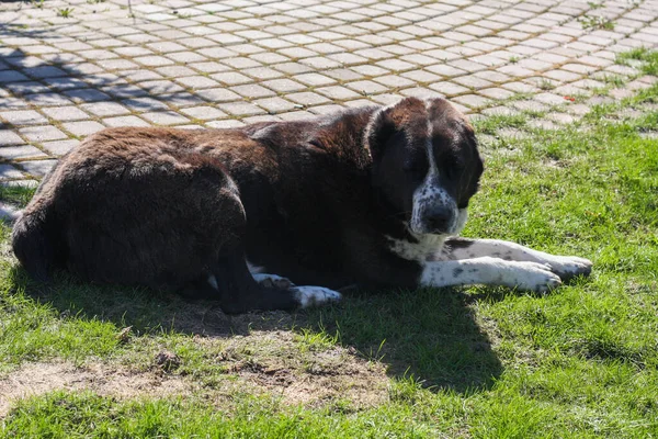 Ausgewachsene Hunde Der Rasse Alabai Auf Der Wiese Haus Zentralasiatischer — Stockfoto