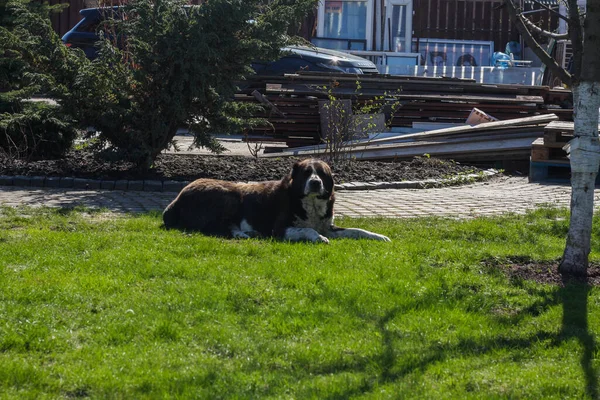 Alabai Nin Yetişkin Köpeği Evin Yakınındaki Çimlerde Ürer Orta Asya — Stok fotoğraf