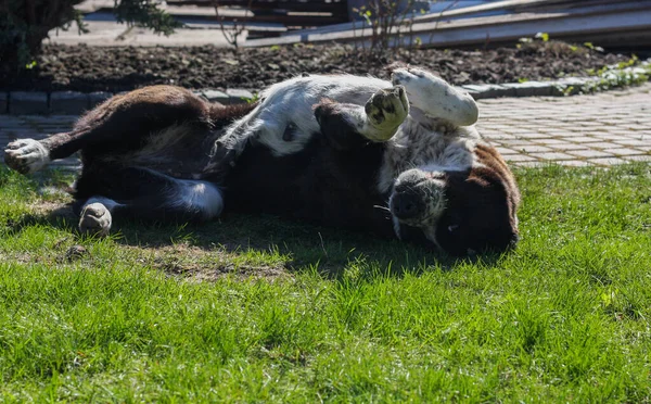 Volwassen Hond Van Alabai Ras Het Gras Buurt Van Het — Stockfoto