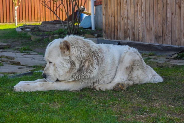 Alabai Nin Yetişkin Köpeği Evin Yakınındaki Çimlerde Ürer Orta Asya — Stok fotoğraf