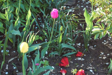 Yazın köyde kırsal işler.