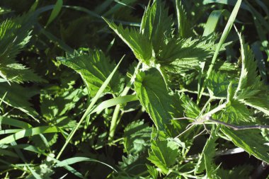 Yazın köyde kırsal işler.