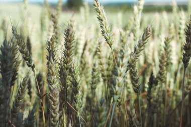 Yazın mavi gökyüzü ve buğdaylı güzel bir tarla manzarası