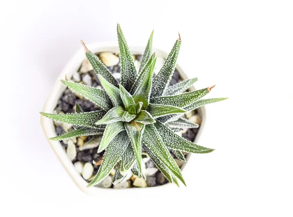 Haworthia limifolia in pentagon pot — Stockfoto