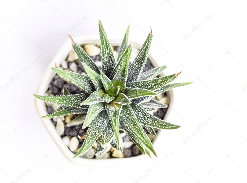 Haworthia limifolia in pentagon pot