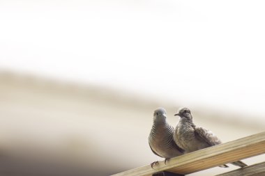 sevgi dolu güvercinler birlikte oturan