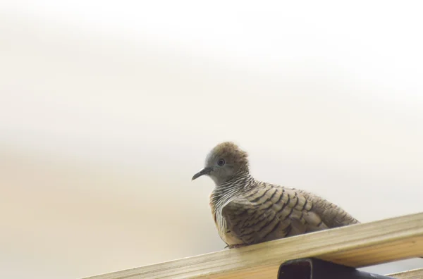 A dove sitting on roof — Stock Photo, Image