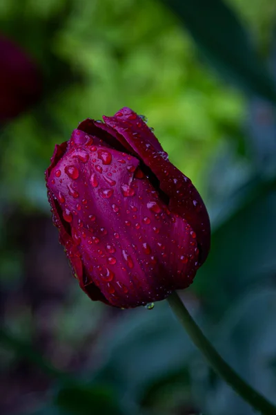 Red Tulip Rain Rain Drops Petals Stock Photo